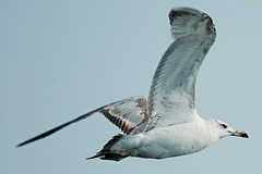 Серебристая чайка. Фото Евгения Прохорова