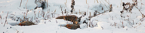 Куропатки в снегу. Фото Анвара Аюпова