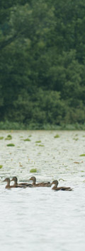 Утки на Раифском озере. Фото Георгия Розова