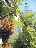 Виноград монастырского сада