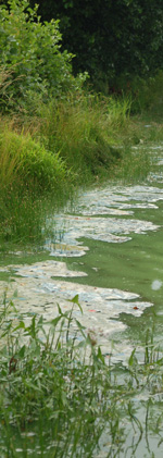 Цветение воды на Ильинском озере